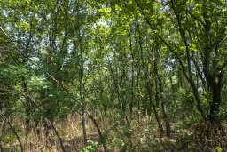 49.509 m² gemengd loofbox in Belogradchik - Bulgarije
