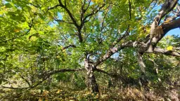 Huis en 790 m² grond en bijgebouwen in Kireevo - Bulgarije