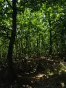7.499 m² bosgrond (twee percelen) - Kostel, Veliko Tarnovo - Bulgarije