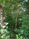 7.499 m² bosgrond (twee percelen) - Kostel, Veliko Tarnovo - Bulgarije