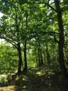 7.499 m² bosgrond (twee percelen) - Kostel, Veliko Tarnovo - Bulgarije