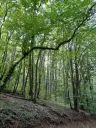 7.499 m² bosgrond (twee percelen) - Kostel, Veliko Tarnovo - Bulgarije