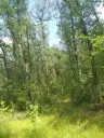 7.499 m² bosgrond (twee percelen) - Kostel, Veliko Tarnovo - Bulgarije