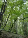 7.499 m² bosgrond (twee percelen) - Kostel, Veliko Tarnovo - Bulgarije