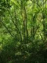 7.499 m² bosgrond (twee percelen) - Kostel, Veliko Tarnovo - Bulgarije