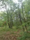 7.499 m² bosgrond (twee percelen) - Kostel, Veliko Tarnovo - Bulgarije