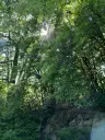 7.499 m² bosgrond (twee percelen) - Kostel, Veliko Tarnovo - Bulgarije