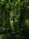 7.499 m² bosgrond (twee percelen) - Kostel, Veliko Tarnovo - Bulgarije