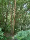 7.499 m² bosgrond (twee percelen) - Kostel, Veliko Tarnovo - Bulgarije
