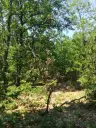 7.499 m² bosgrond (twee percelen) - Kostel, Veliko Tarnovo - Bulgarije