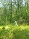 7.499 m² bosgrond (twee percelen) - Kostel, Veliko Tarnovo - Bulgarije