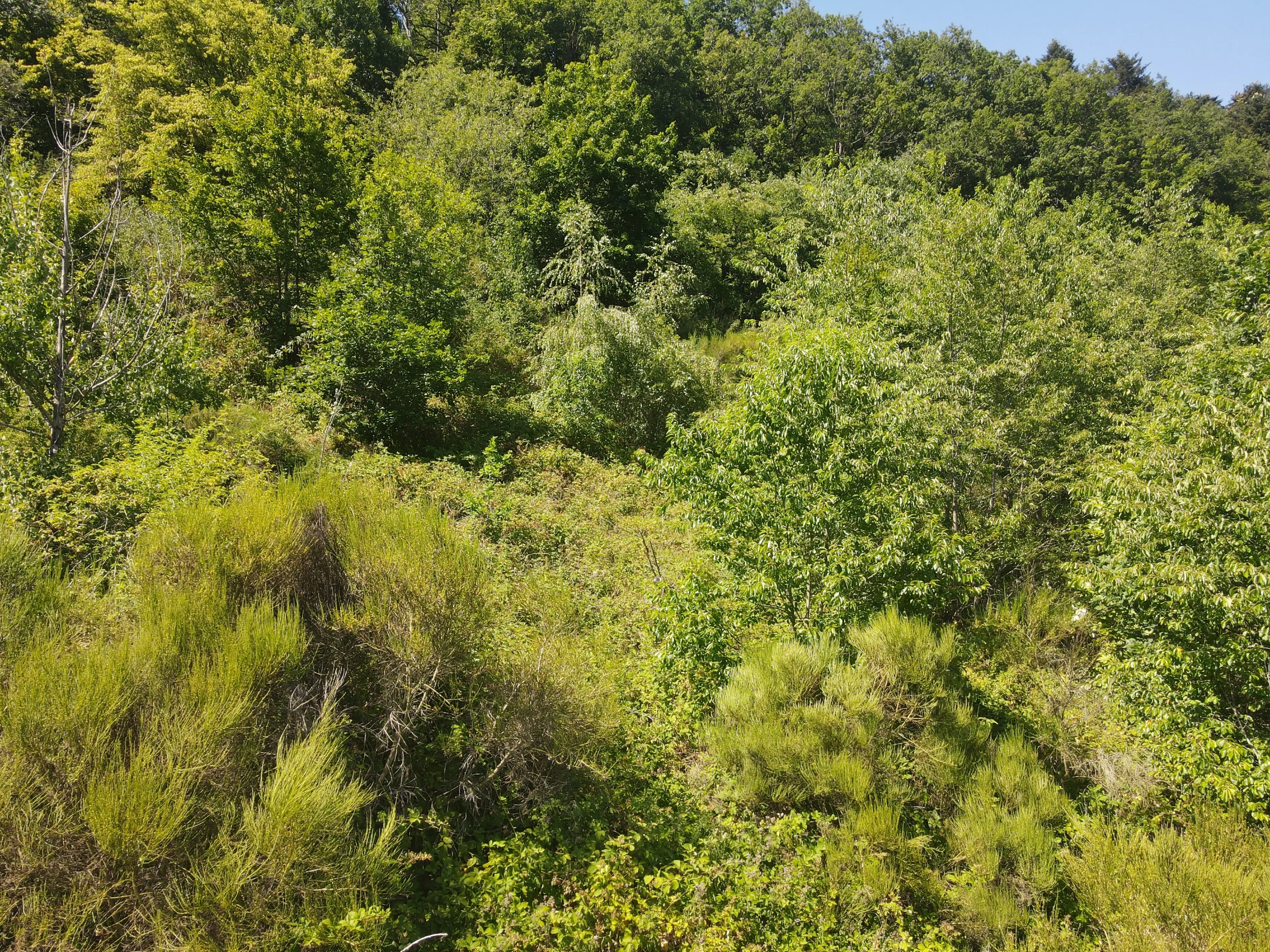 Eigendomsperceel 498 m² in Zell, Cochem - Duitsland
