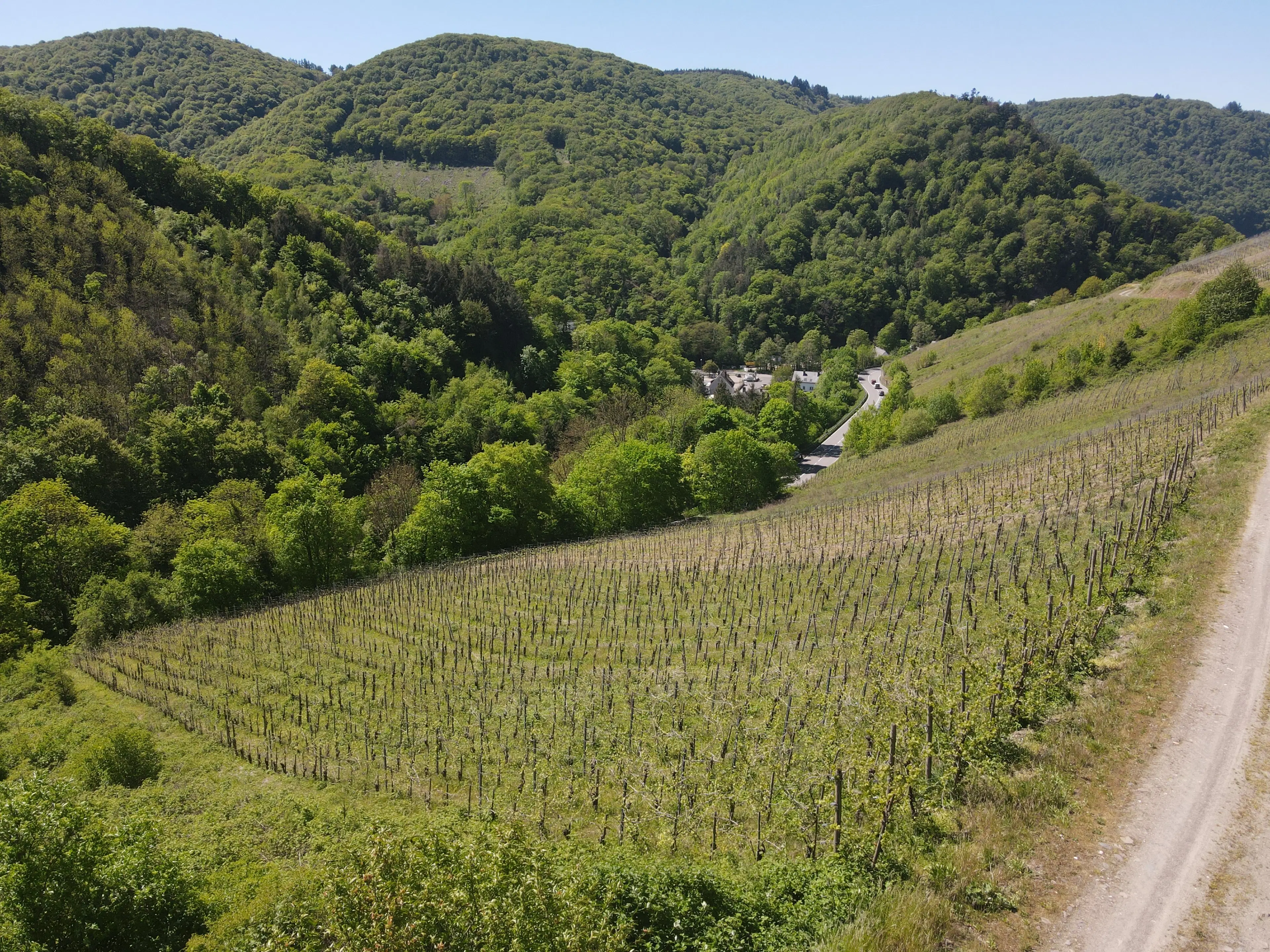 972 m² wijngaard met Riesling in Zell, Cochem - Duitsland