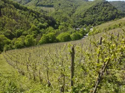 972 m² wijngaard met Riesling in Zell, Cochem - Duitsland