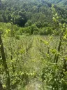 972 m² wijngaard met Riesling in Zell, Cochem - Duitsland