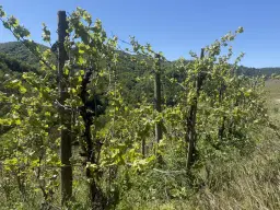 972 m² wijngaard met Riesling in Zell, Cochem - Duitsland