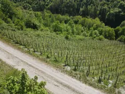 972 m² wijngaard met Riesling in Zell, Cochem - Duitsland