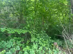 3.950 m² groen perceel nabij Ebenshausen, Thüringen - Duitsland