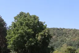 13.949 m² bos (Boynitsa) regio Vidin - Bulgarije