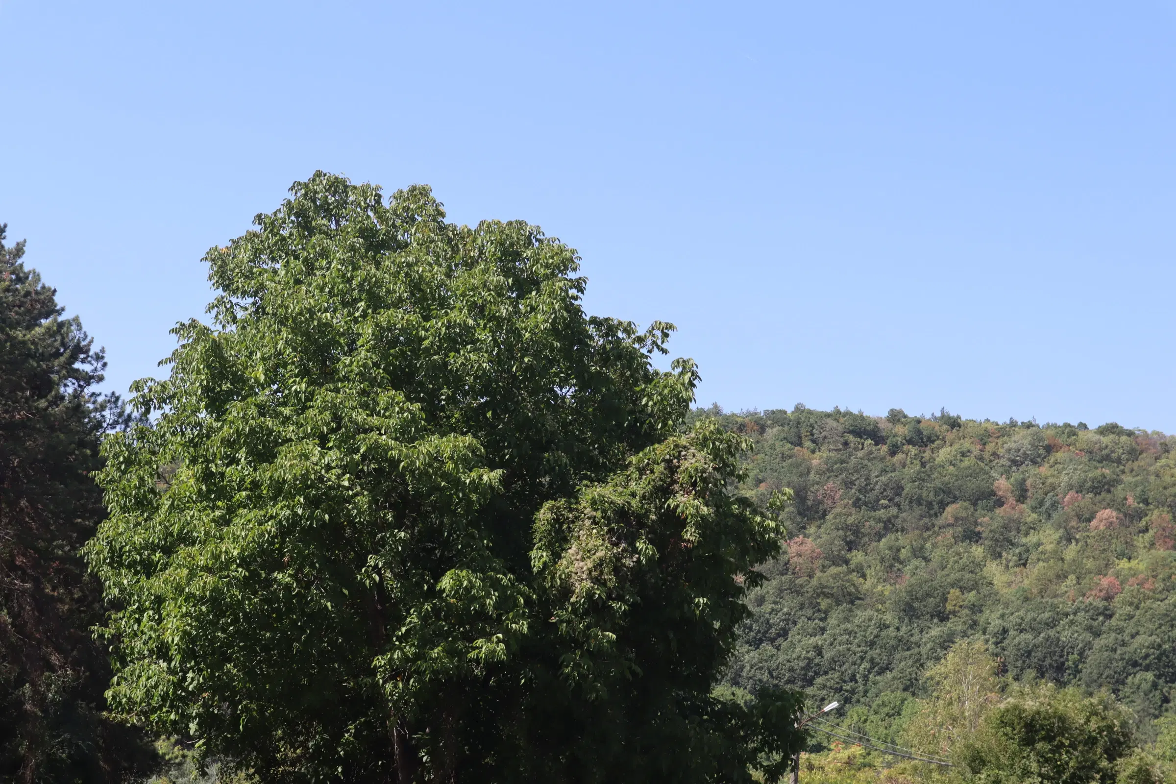 13.949 m² bos (Boynitsa) regio Vidin - Bulgarije