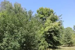 13.949 m² bos (Boynitsa) regio Vidin - Bulgarije