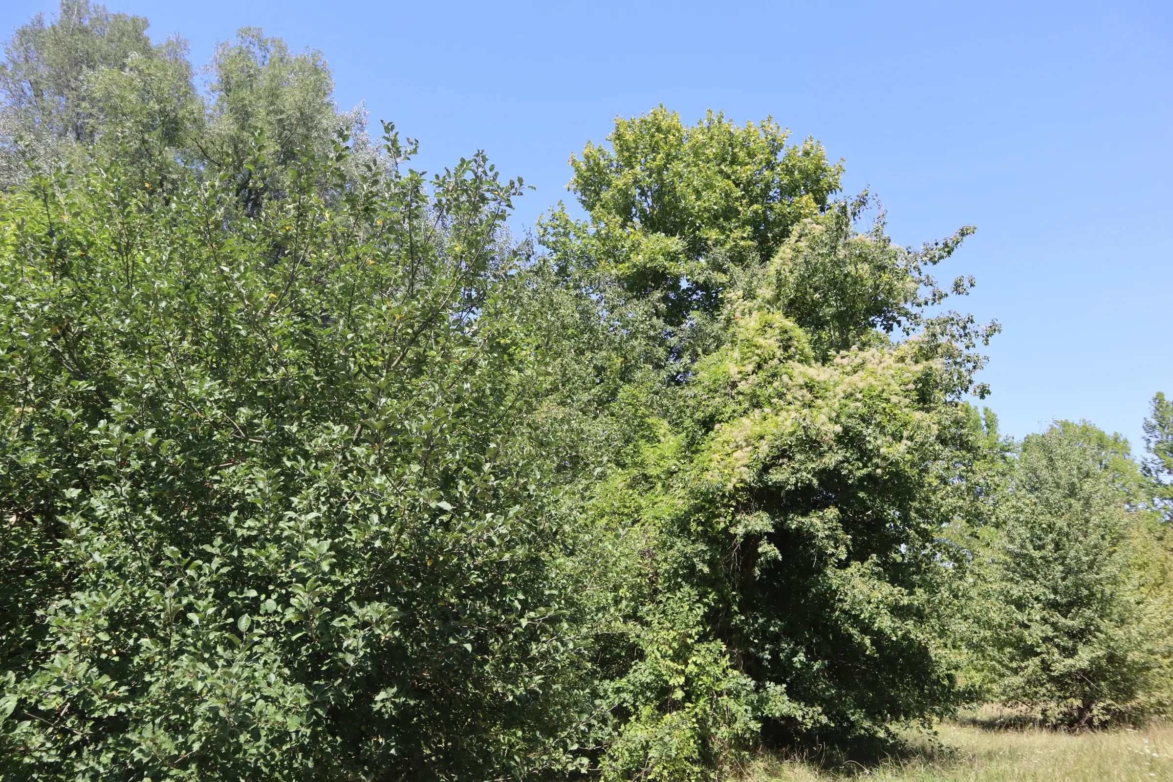 13.949 m² bos (Boynitsa) regio Vidin - Bulgarije