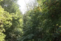 13.949 m² bos (Boynitsa) regio Vidin - Bulgarije