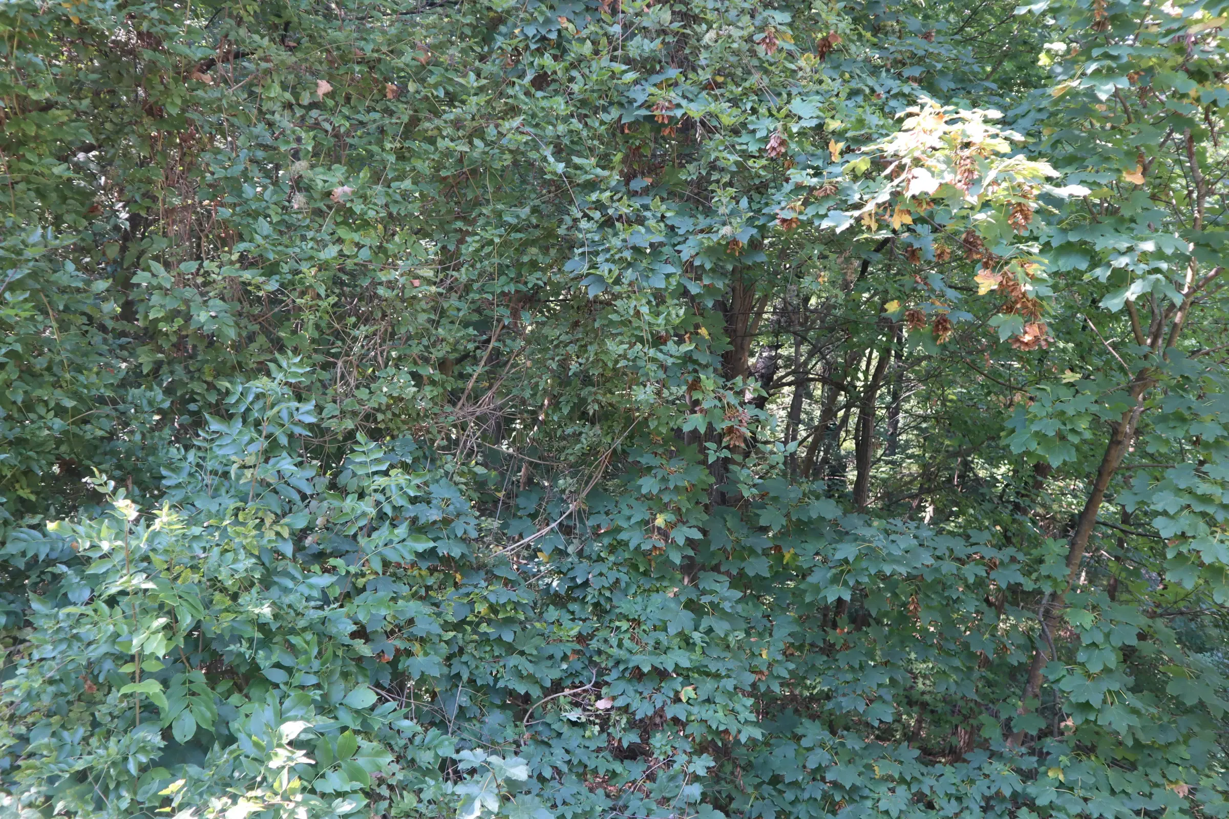13.949 m² bos (Boynitsa) regio Vidin - Bulgarije