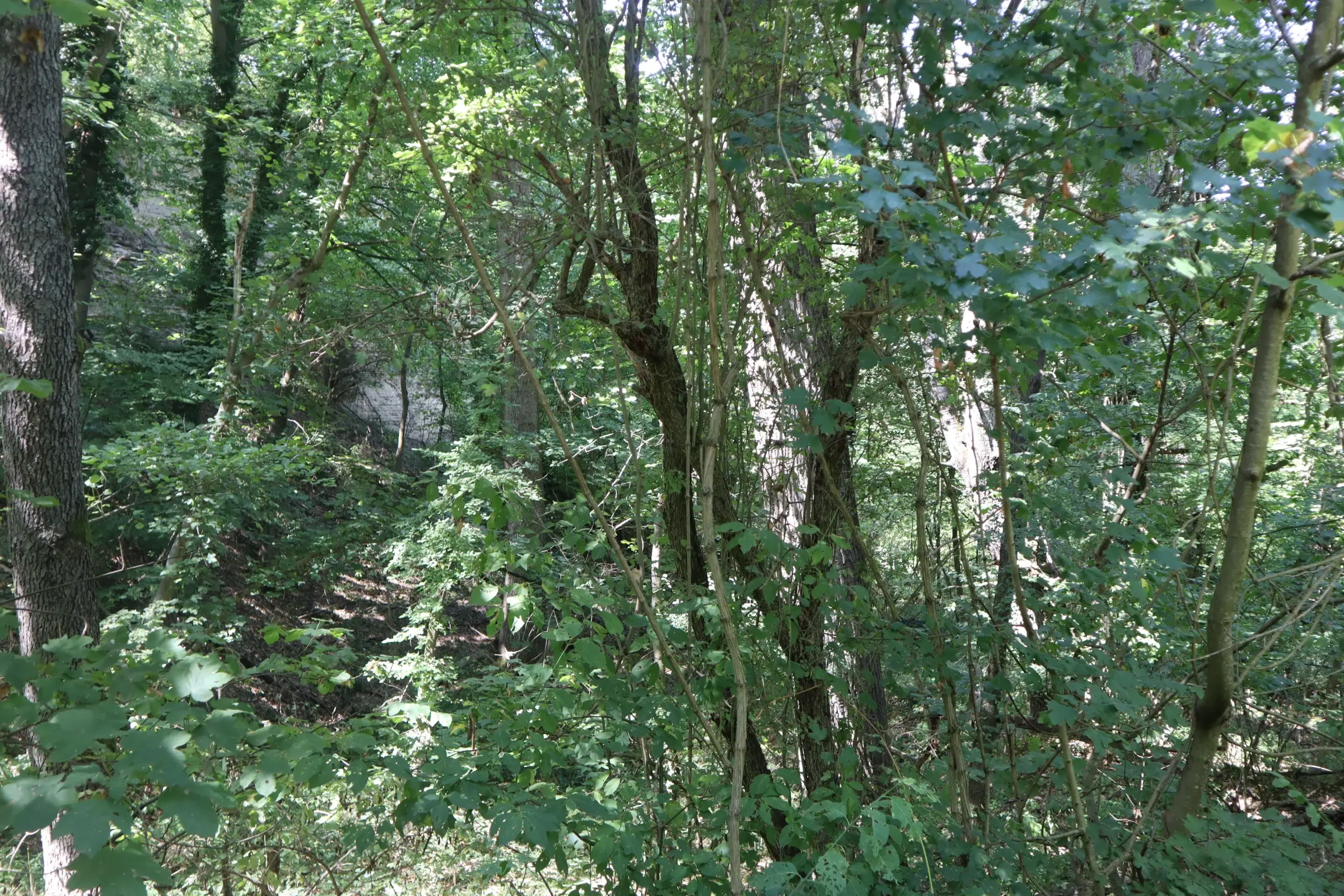 13.949 m² bos (Boynitsa) regio Vidin - Bulgarije