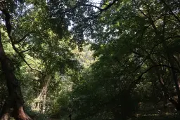 13.949 m² bos (Boynitsa) regio Vidin - Bulgarije