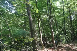 13.949 m² bos (Boynitsa) regio Vidin - Bulgarije