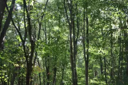 13.949 m² bos (Boynitsa) regio Vidin - Bulgarije