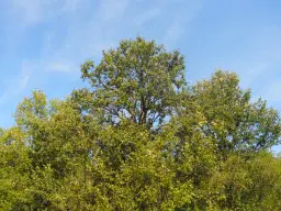 13.949 m² bos (Boynitsa) regio Vidin - Bulgarije