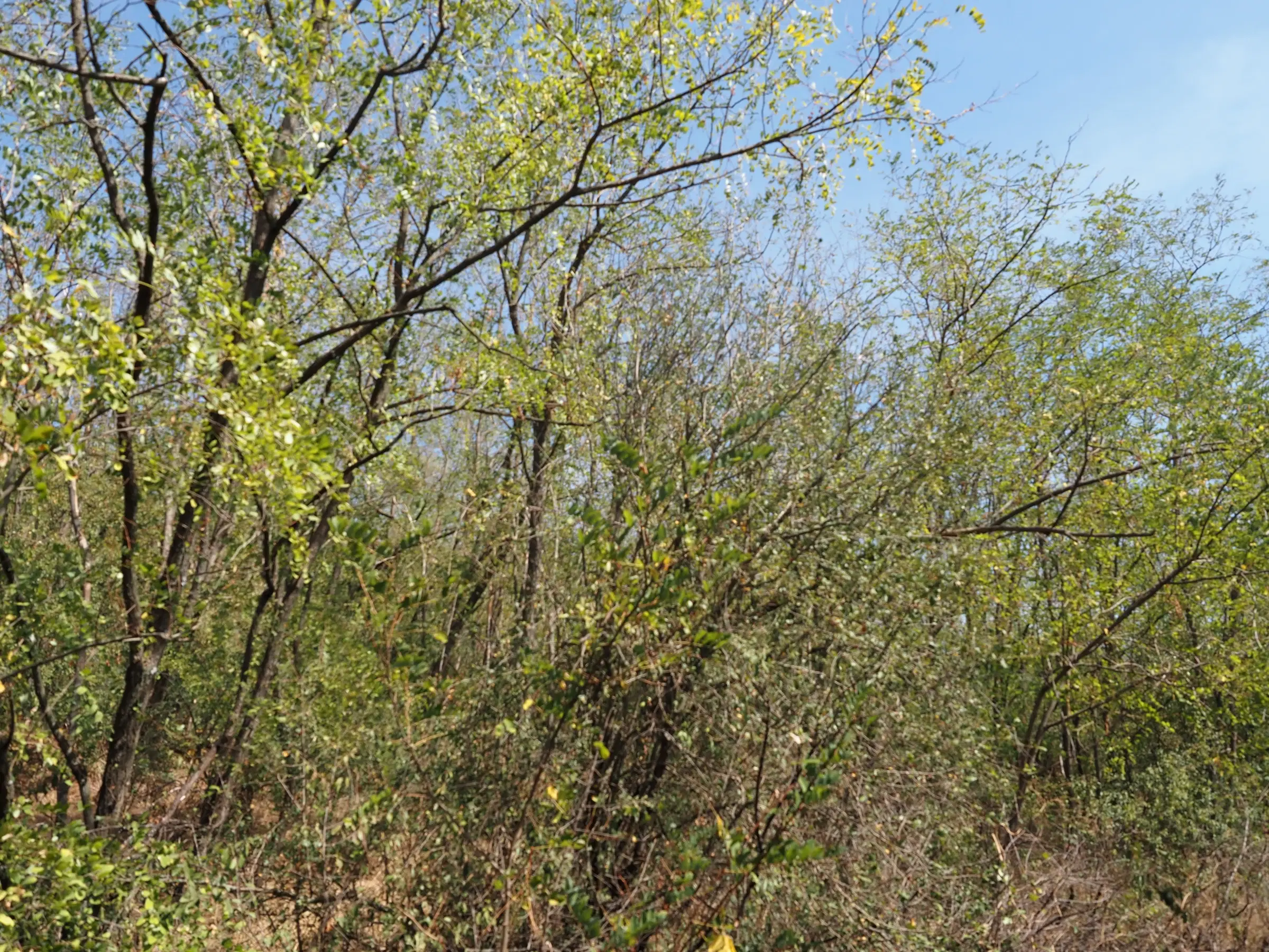 13.949 m² bos (Boynitsa) regio Vidin - Bulgarije