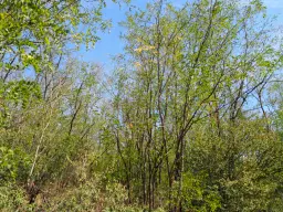 13.949 m² bos (Boynitsa) regio Vidin - Bulgarije