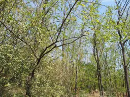 13.949 m² bos (Boynitsa) regio Vidin - Bulgarije