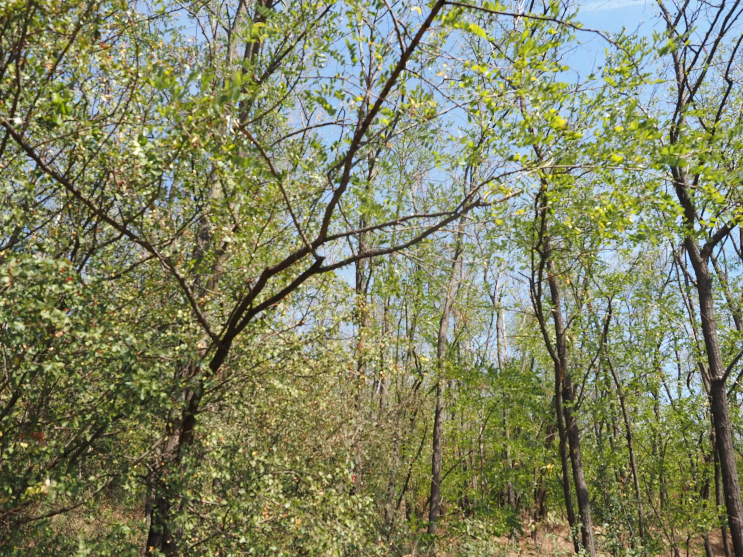 13.949 m² bos (Boynitsa) regio Vidin - Bulgarije