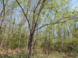 13.949 m² bos (Boynitsa) regio Vidin - Bulgarije