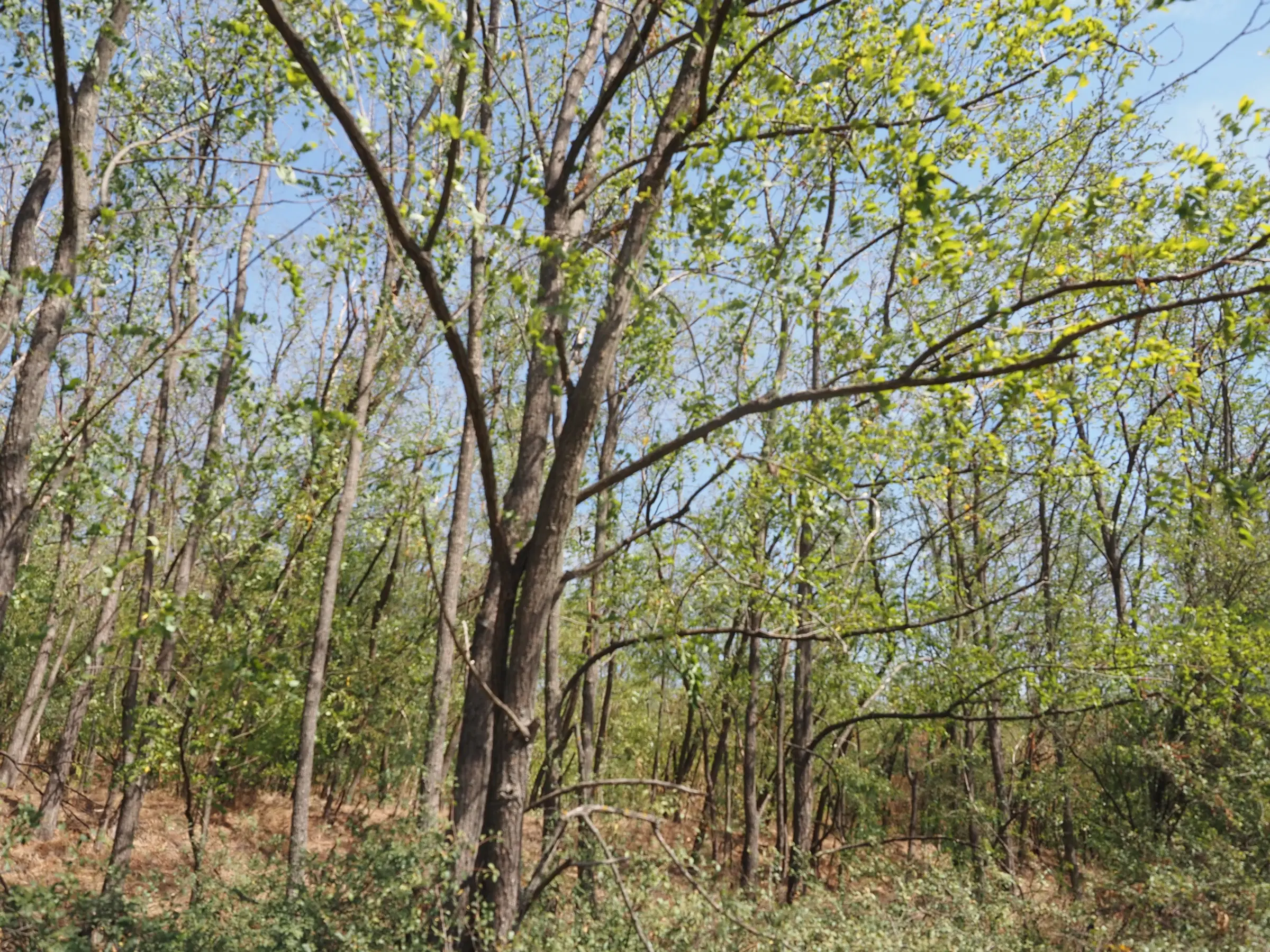 13.949 m² bos (Boynitsa) regio Vidin - Bulgarije
