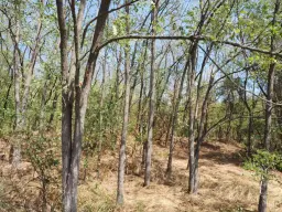 13.949 m² bos (Boynitsa) regio Vidin - Bulgarije