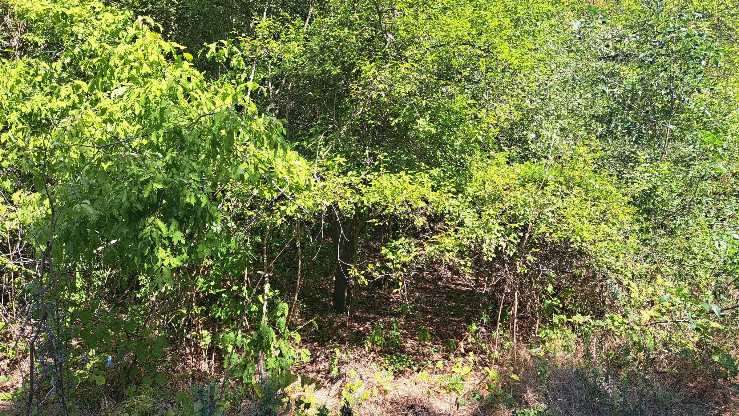 31.507 m² (één perceel) bosgrond, investeringsmogelijkheid en natuurtoevlucht, Regio Vidin - Bulgarije