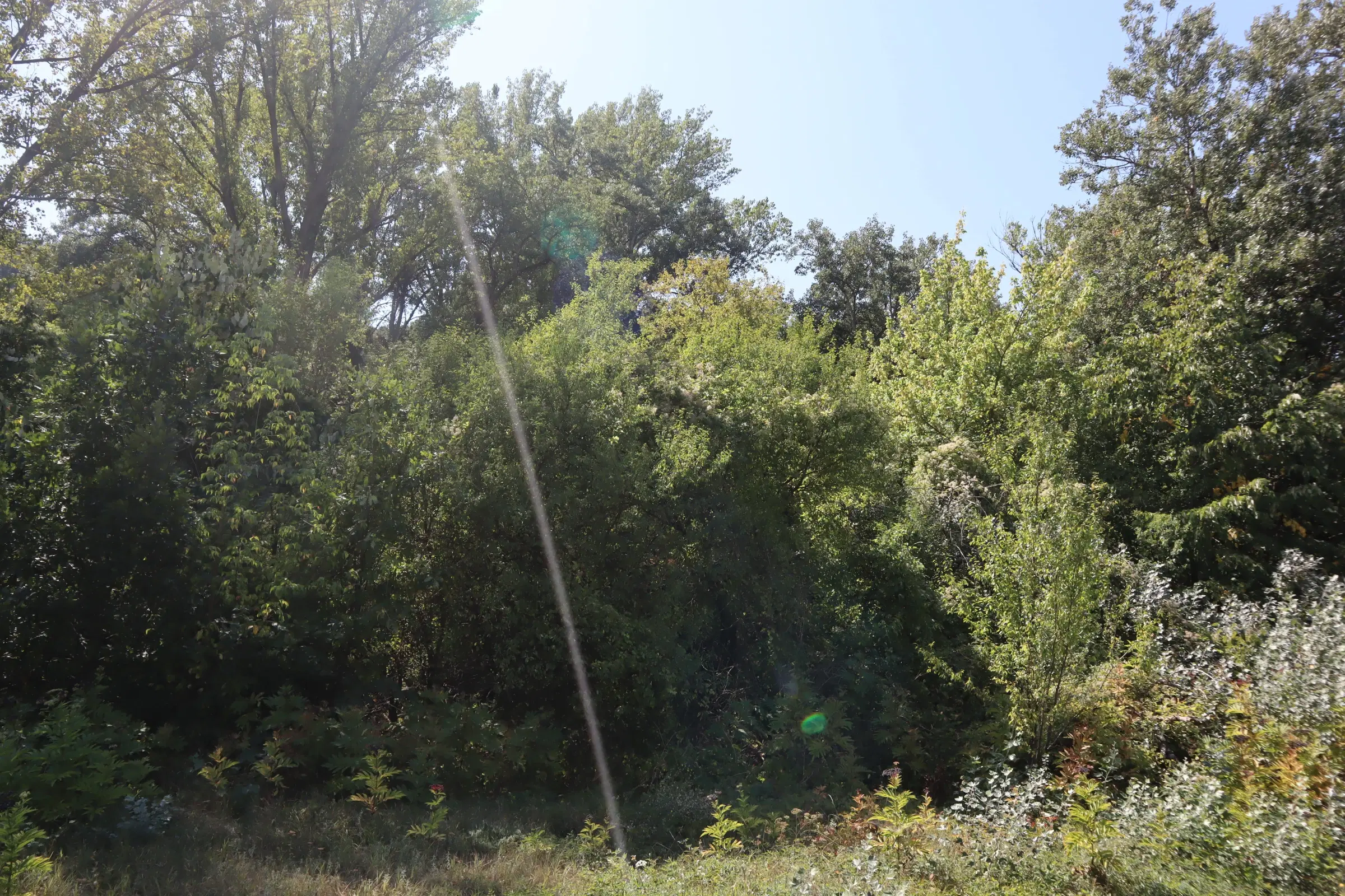 31.507 m² (één perceel) bosgrond, investeringsmogelijkheid en natuurtoevlucht, Regio Vidin - Bulgarije