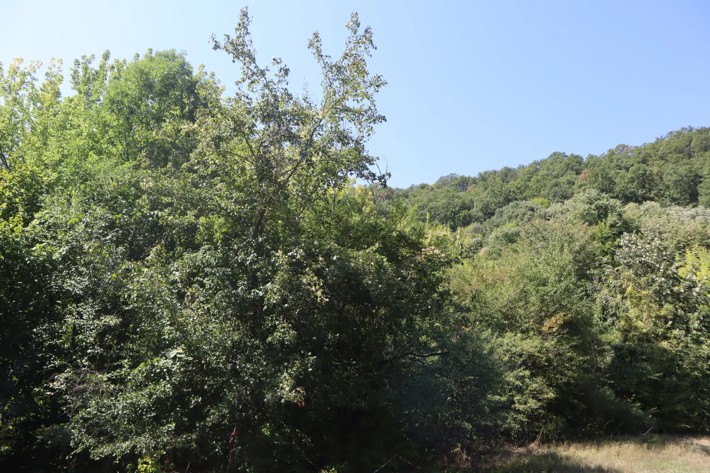 31.507 m² (één perceel) bosgrond, investeringsmogelijkheid en natuurtoevlucht, Regio Vidin - Bulgarije