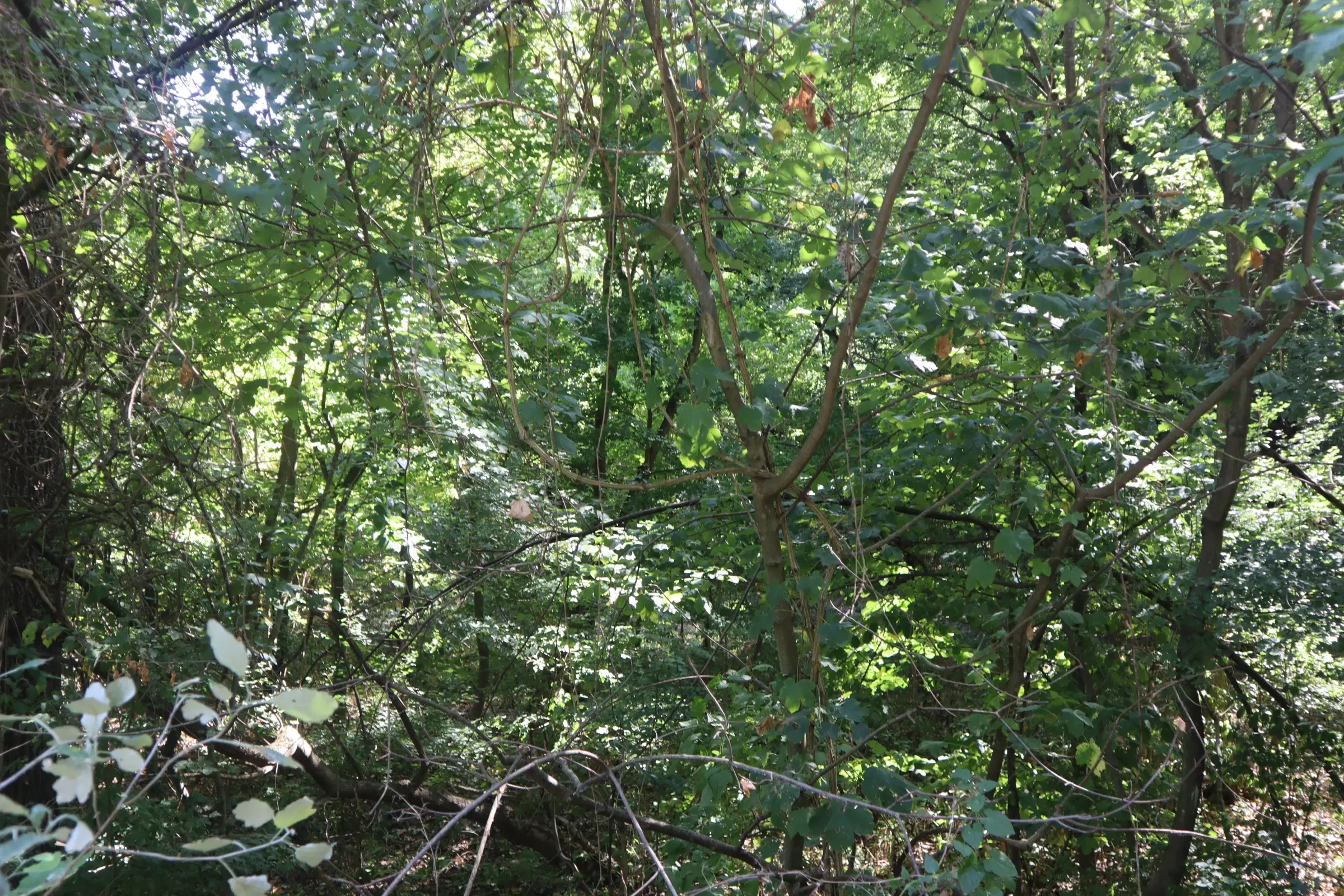31.507 m² (één perceel) bosgrond, investeringsmogelijkheid en natuurtoevlucht, Regio Vidin - Bulgarije