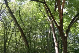 31.507 m² (één perceel) bosgrond, investeringsmogelijkheid en natuurtoevlucht, Regio Vidin - Bulgarije