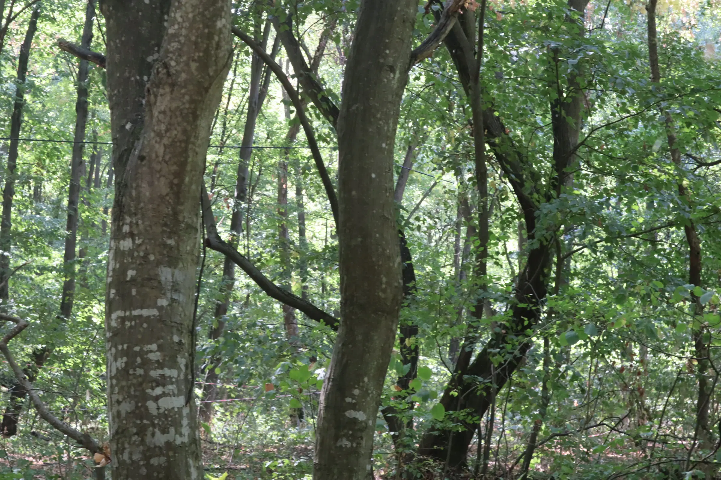 31.507 m² (één perceel) bosgrond, investeringsmogelijkheid en natuurtoevlucht, Regio Vidin - Bulgarije