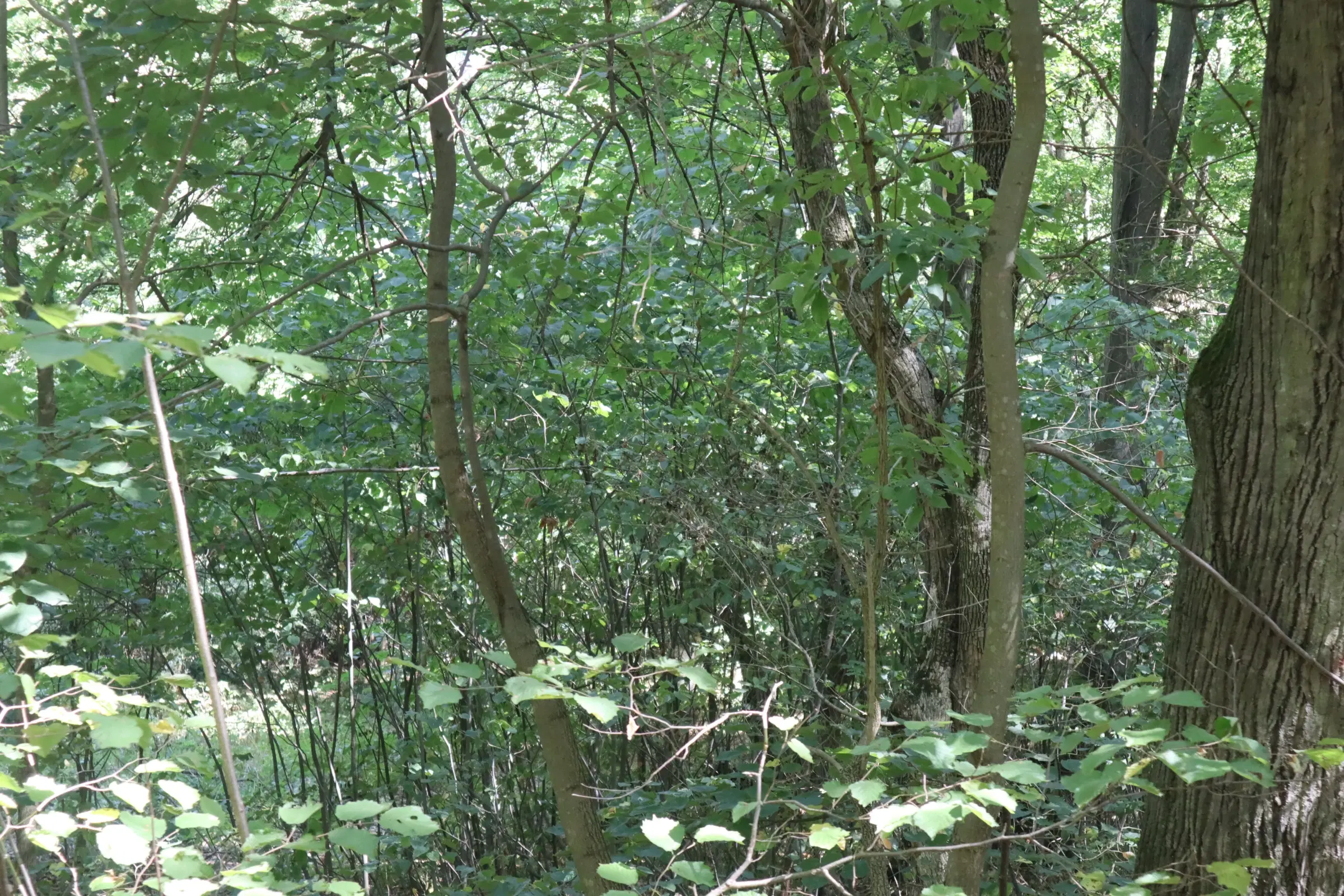 31.507 m² (één perceel) bosgrond, investeringsmogelijkheid en natuurtoevlucht, Regio Vidin - Bulgarije