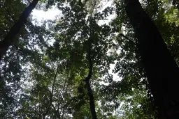 31.507 m² (één perceel) bosgrond, investeringsmogelijkheid en natuurtoevlucht, Regio Vidin - Bulgarije