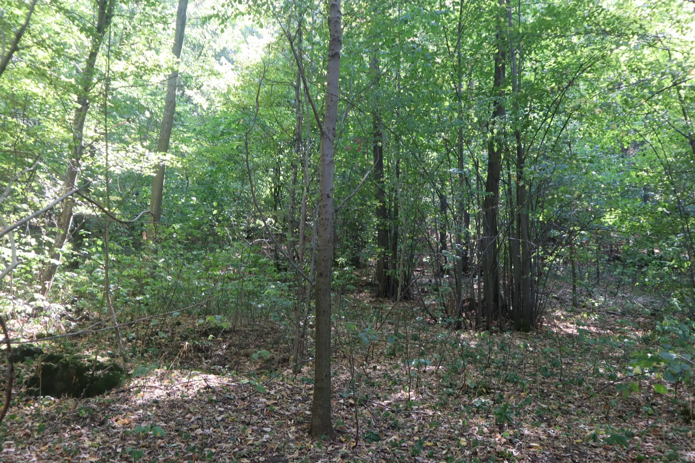 31.507 m² (één perceel) bosgrond, investeringsmogelijkheid en natuurtoevlucht, Regio Vidin - Bulgarije