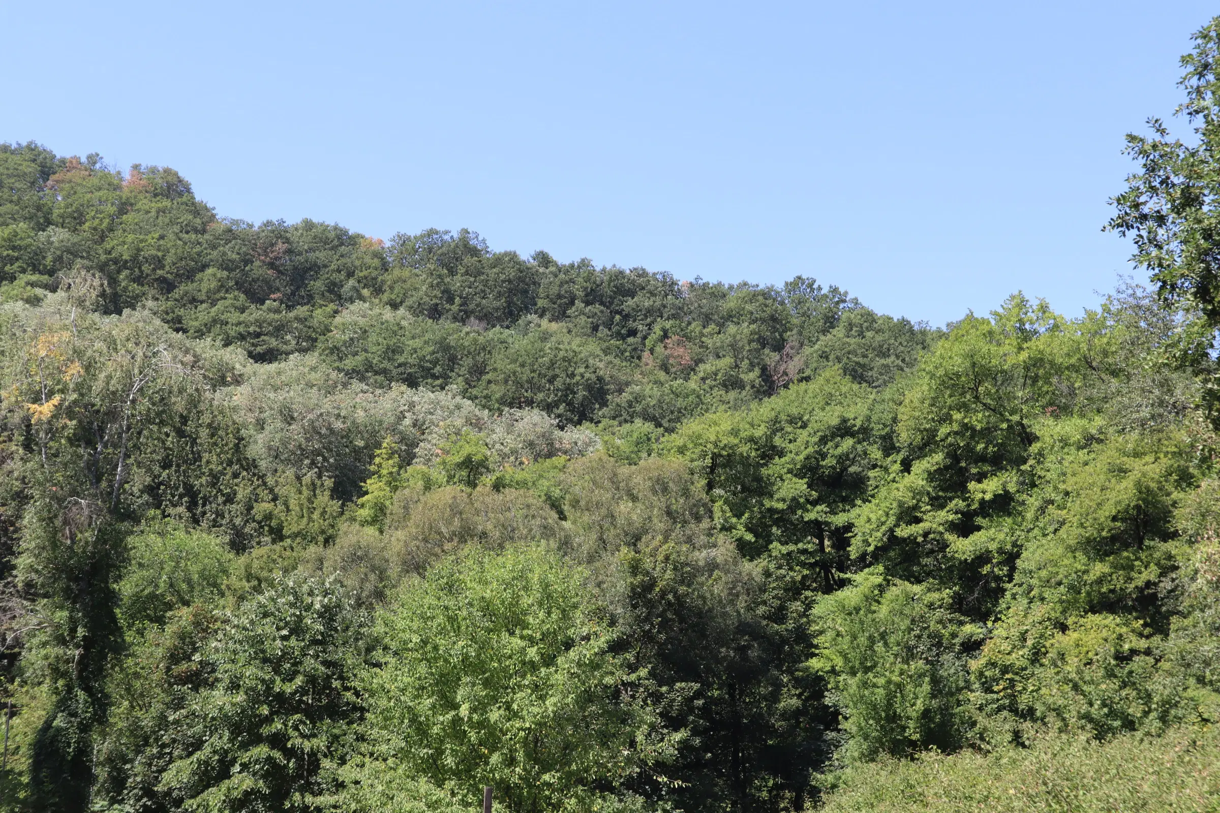 31.507 m² (één perceel) bosgrond, investeringsmogelijkheid en natuurtoevlucht, Regio Vidin - Bulgarije